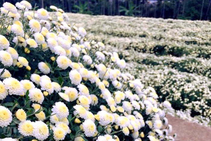 【菊祥如芋】11月可別忘了還有銅鑼杭菊可以欣賞唷！