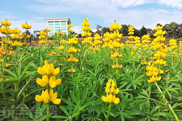 【戶外輕旅行】“2020戀戀魯冰花”花季開跑囉！！黃澄澄的花海超級療癒！