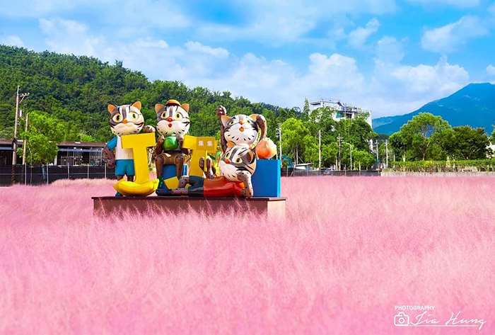 【南投景點】還記得這片浪漫的粉紅花海嗎?今年開始盛開囉!!!