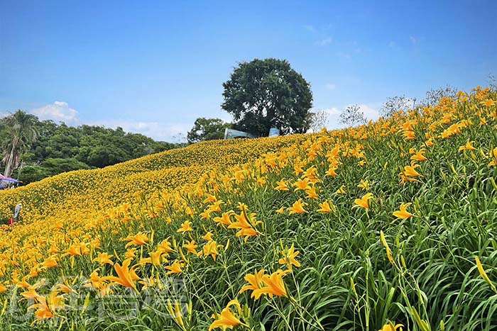 【彰化花壇】虎山巖金針花...