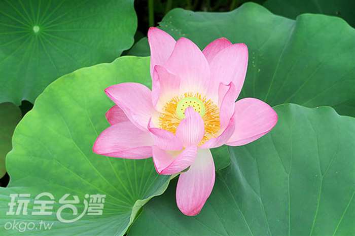 【南投】季節限定美景曝光...