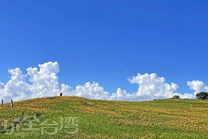 【花蓮魅力】六十石山｜金黃花海與雲海交織的夏日秘境