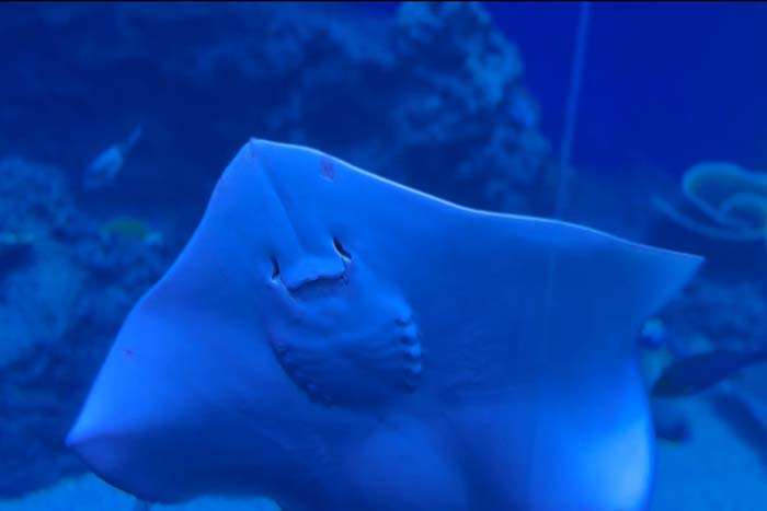 【台中旅行】台中海洋館超夢幻水母牆與海底奇觀等你來探險!