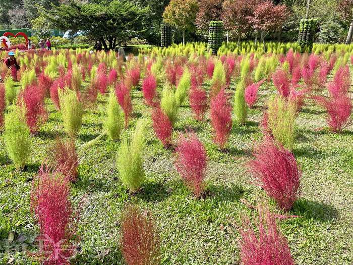 【期間限定】杉林溪變色了...