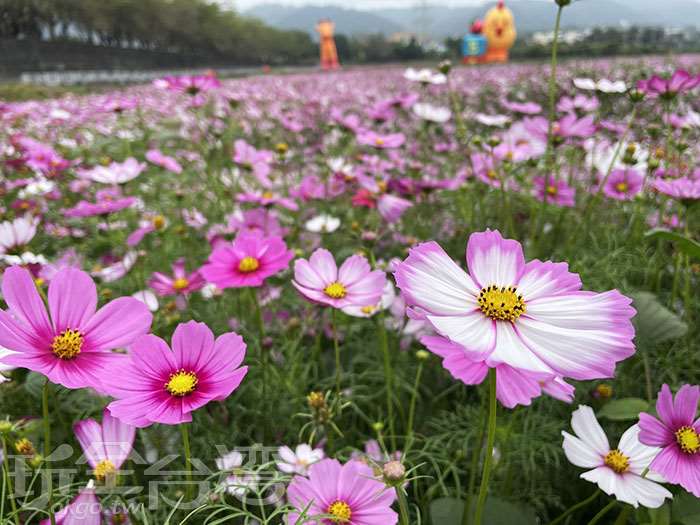 2026 幸福花海 in...