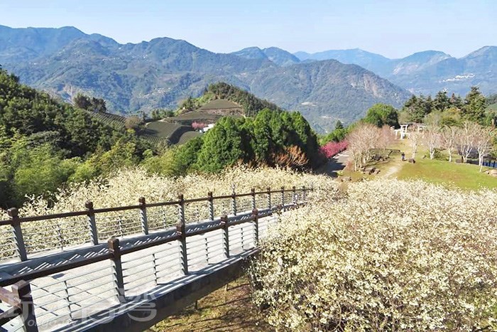 【白色櫻花】寒溪呢森林人文叡地絕美白色櫻花正盛開，這景緻可是一點也不輸給日本唷！