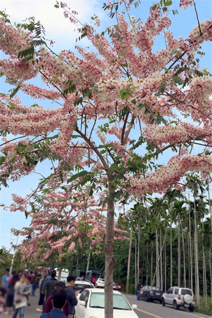 【不只阿里山】這裡的平地櫻花也盛開啦～快選個「離峰」時段賞花去！！