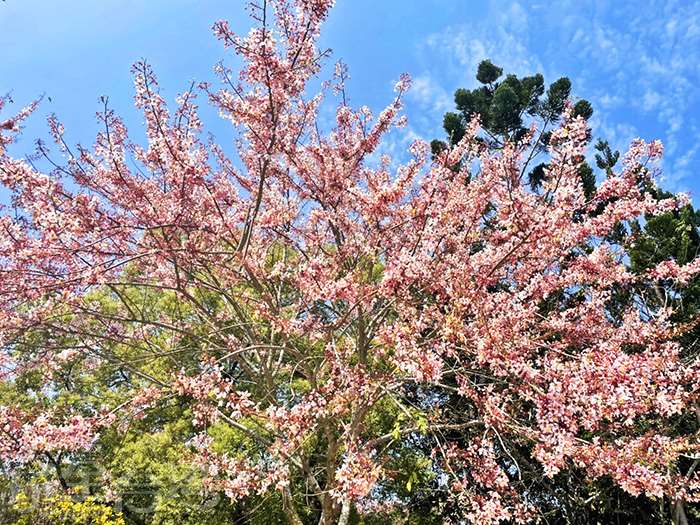 【嘉義賞花】春夏就是賞花季!竹崎公園花旗木盛開!