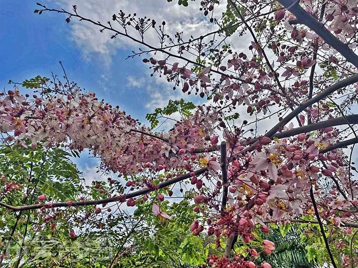 【花遊彰化】二水花旗木步道來啦~那些你錯過的櫻花雨，現在還有花旗木可以讓你浪漫一夏！！