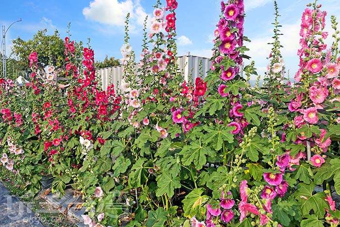 春末最美Ending：員林蜀葵花海浪漫收尾中！超過萬株蜀葵花、8000平方公尺夢幻花海等你打卡