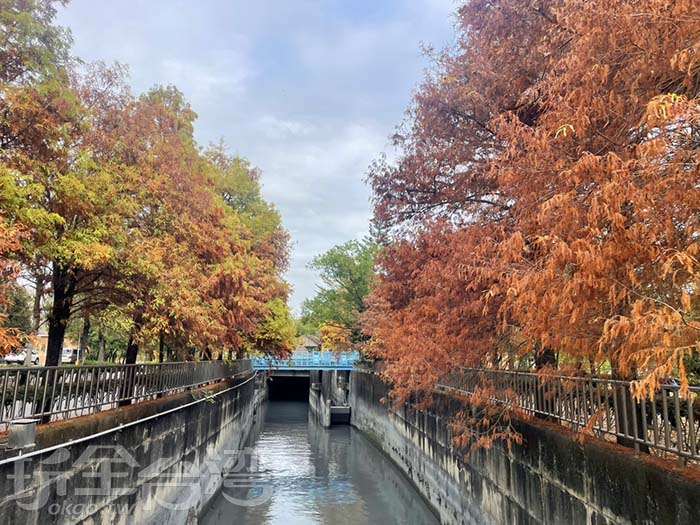 雲林落羽松秘境推薦｜林內農田水利文物陳列館落羽松林＊冬季限定歐風美景！