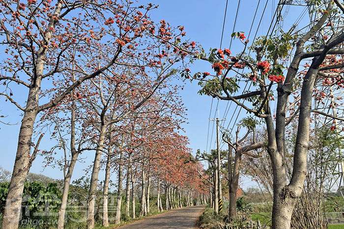 【彰化景點】埤頭木棉花道｜春日限定的橘紅浪漫