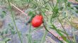 第一顆蕃茄紅了  父親說家中第一顆成熟的果子  要全家一起享用  感恩
今年種了紅番茄  黃蕃茄  有大果粒及小果粒  安全無毒  歡迎預約
