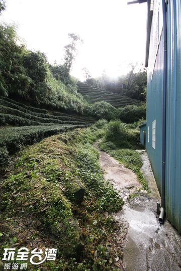草（水土 ㄉㄧˋ）仔製茶廠與茶園間有條通往忘憂森林的小徑，步行約3-5分鐘即可抵達忘憂森林的入口
