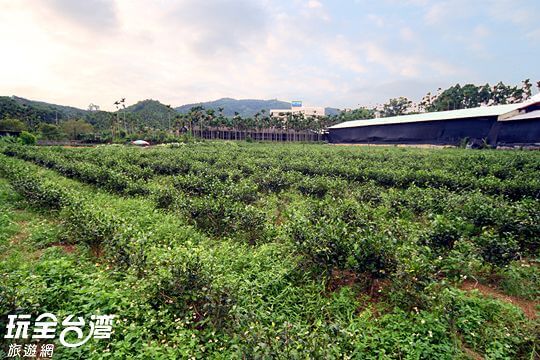 茶園景觀
相片來源：日月潭紅茶．澀水皇茶