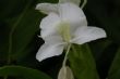 野薑花 野薑花