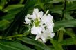 野薑花 野薑花