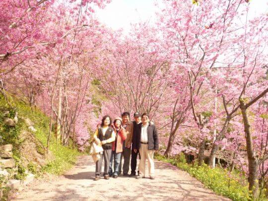 賞櫻花住松林
相片來源：拉拉山松林渡假山莊