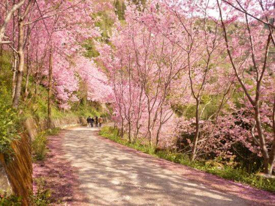 賞櫻花住松林
相片來源：拉拉山松林渡假山莊