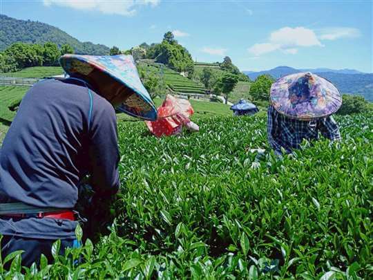 
相片來源：埔里茗園茶葉(天園茗茶)