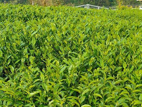 
相片來源：埔里茗園茶葉(天園茗茶)