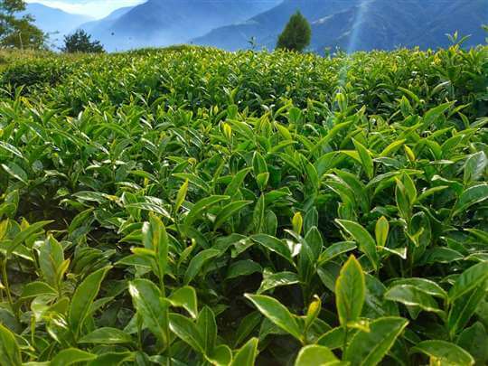 
相片來源：埔里茗園茶葉(天園茗茶)