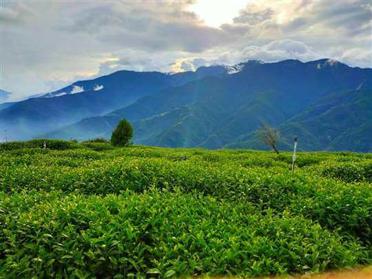 
相片來源：埔里茗園茶葉(天園茗茶)