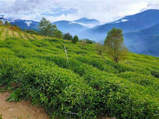 
相片來源：埔里茗園茶葉(天園茗茶)
