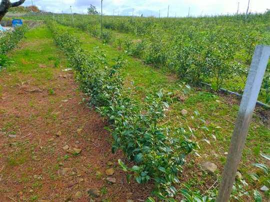 
相片來源：埔里茗園茶葉(天園茗茶)
