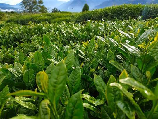
相片來源：埔里茗園茶葉(天園茗茶)