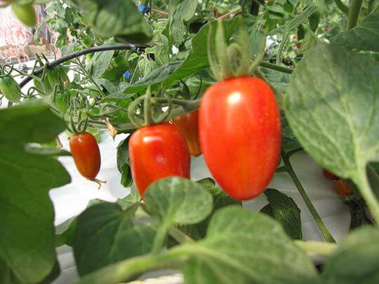 番茄生長過程
