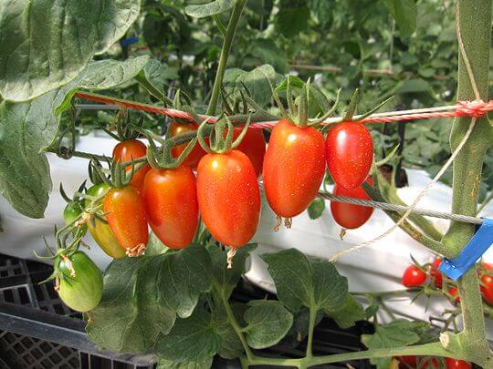 番茄生長過程
