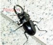 這是飛來我們家門前報到的日月潭野生甲蟲