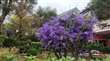 紫藤花