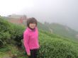 2013.5.07採收台灣高海拔的春茶