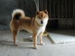 我們家的忠心守衛員~林小龍(1.5歲)日本柴犬