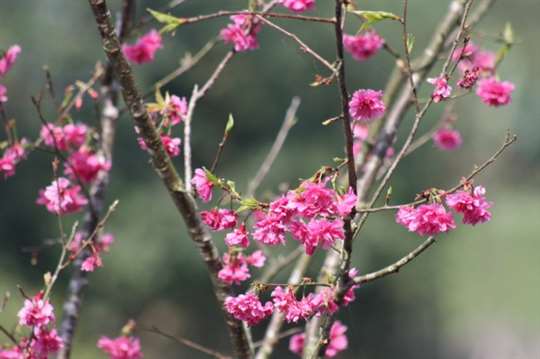 
相片來源：喆園宜蘭民宿