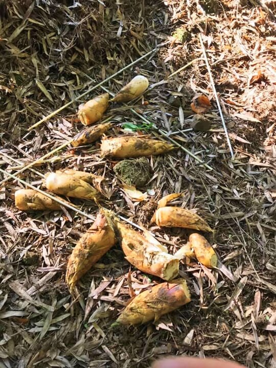 
相片來源：溪頭家賀茶花民宿