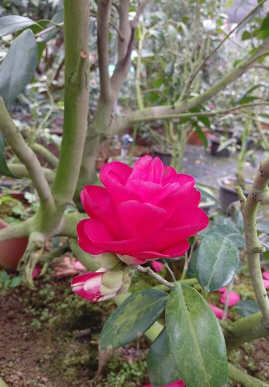 
相片來源：溪頭家賀茶花民宿