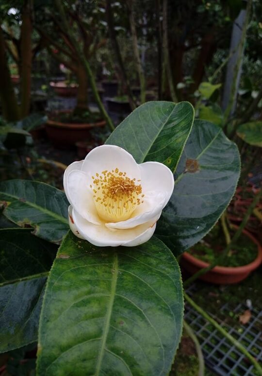 
相片來源：溪頭家賀茶花民宿
