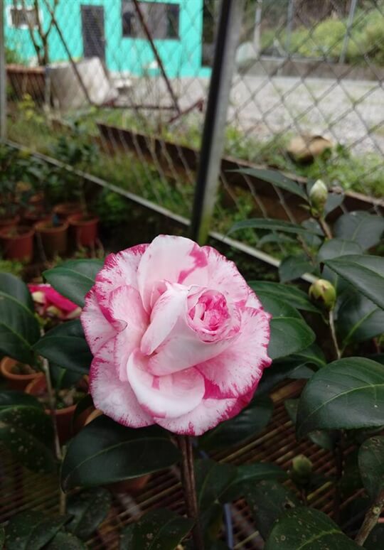 
相片來源：溪頭家賀茶花民宿