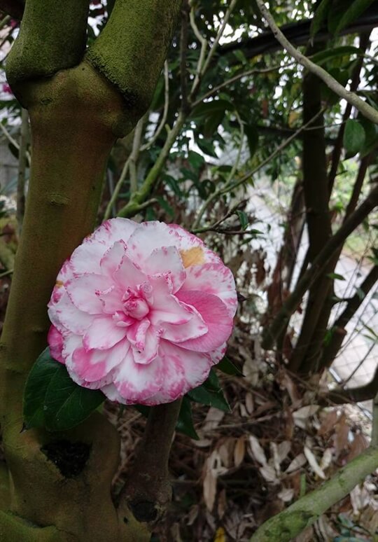 
相片來源：溪頭家賀茶花民宿