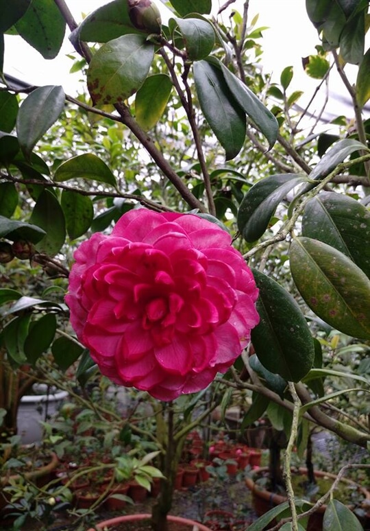 
相片來源：溪頭家賀茶花民宿