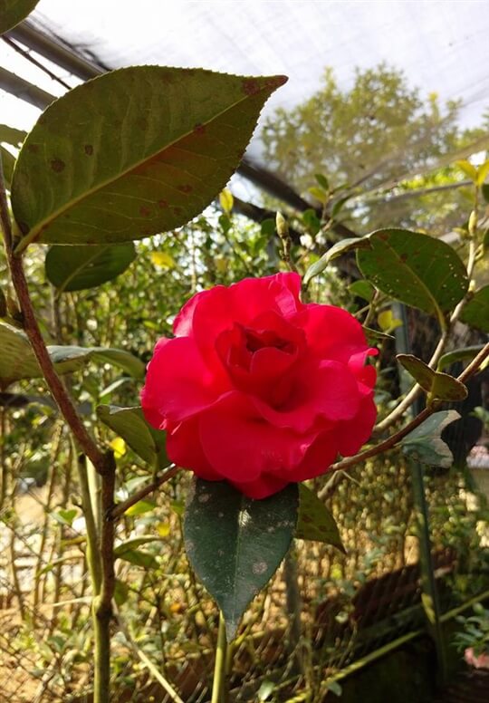 
相片來源：溪頭家賀茶花民宿
