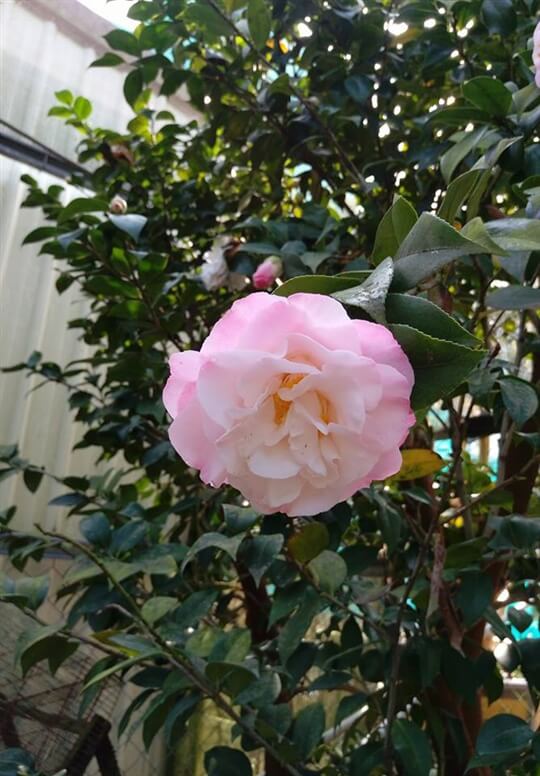 
相片來源：溪頭家賀茶花民宿