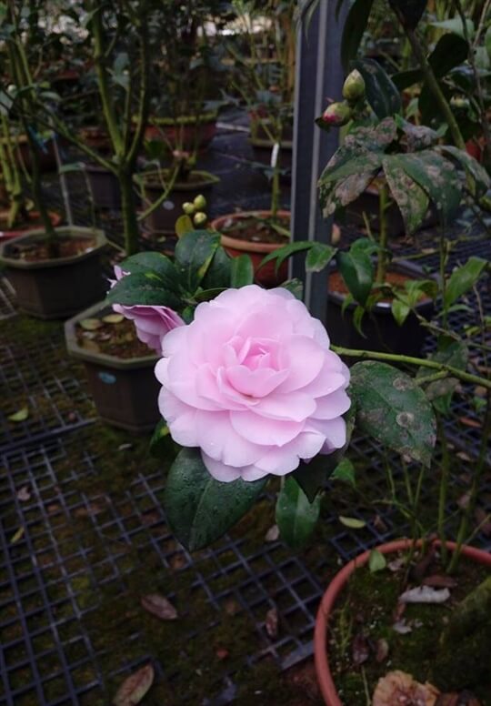 
相片來源：溪頭家賀茶花民宿