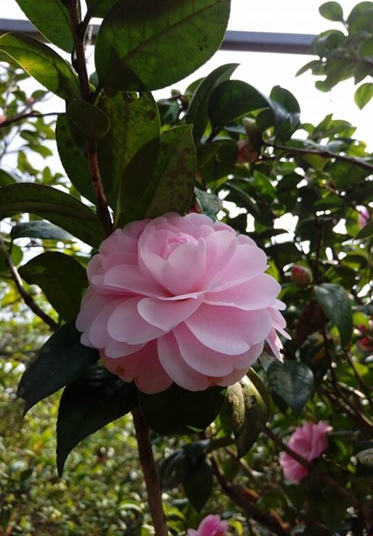 
相片來源：溪頭家賀茶花民宿