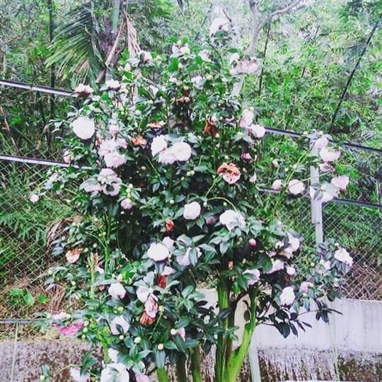 
相片來源：溪頭家賀茶花民宿
