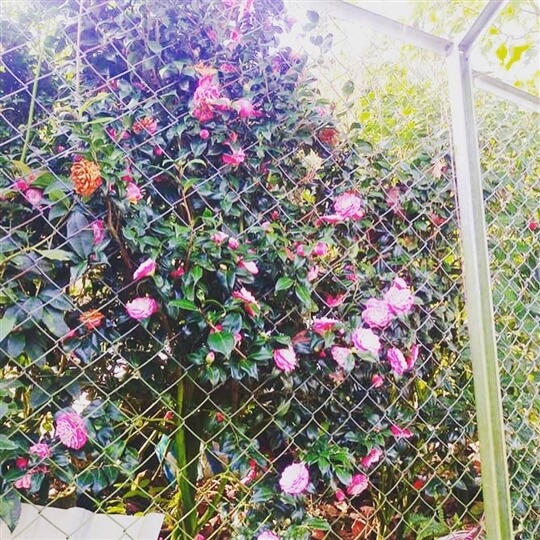 
相片來源：溪頭家賀茶花民宿