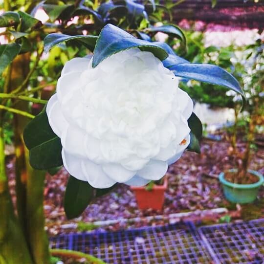 
相片來源：溪頭家賀茶花民宿